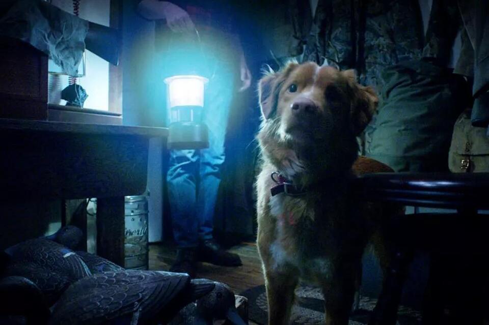 Inventive Haunted House Horror Movie ‘Good Boy’ Is Told From the Dog’s ...