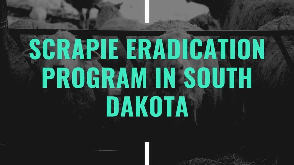 Scrapie Eradication Program in South Dakota: Rules Every Sheep and Goat Owner Must Know