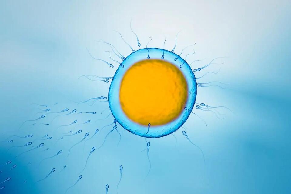 IVF success may depend on how long men abstain from ejaculation - NewsBreak
