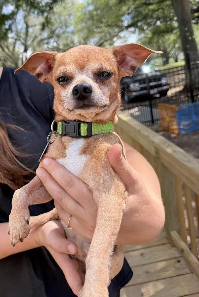 🐶 Playful Pups and Sweet Seniors Ready for Adoption in Houston - NewsBreak