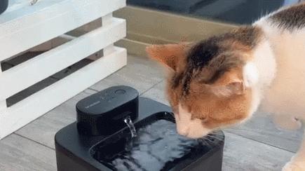 oneisall Hale 2.2 Cat Water Fountain with 5-Layer Filtration