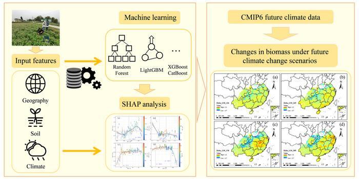 Climate change could reshape the future of Chinese milk vetch in ...