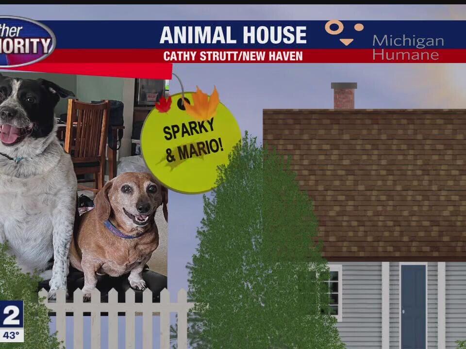 Morty, Sparky, Mario, Gracie