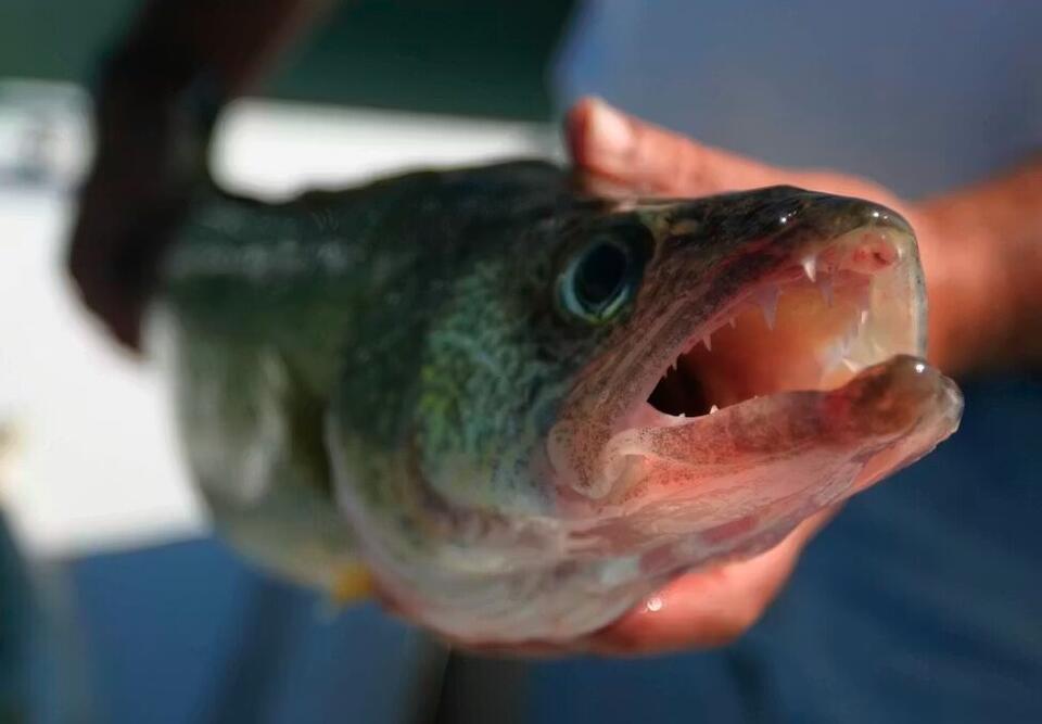 WATERLINE: Your local fishing hole is getting browner, changing which ...