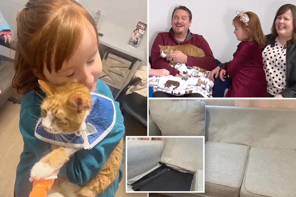 Cat miraculously survives 3 weeks trapped in sofa during family’s cross