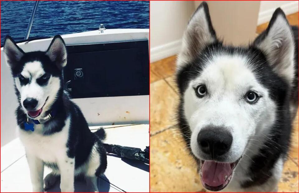 Florida Husky Who Went Missing After Burglary Reunites With Owner After