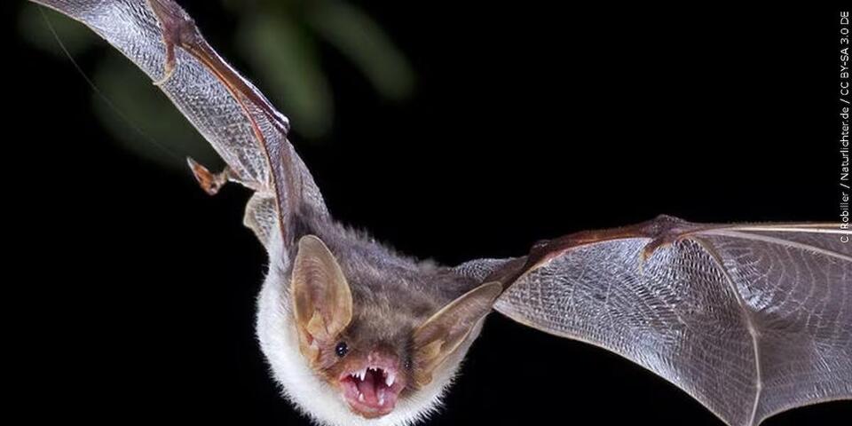 One person exposed to rabid bat found near Upstate lake - NewsBreak