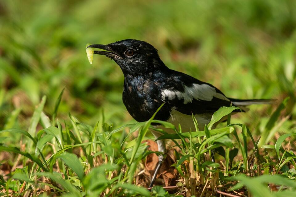 In September 2026, the Chatham Island black robin — down to five birds ...