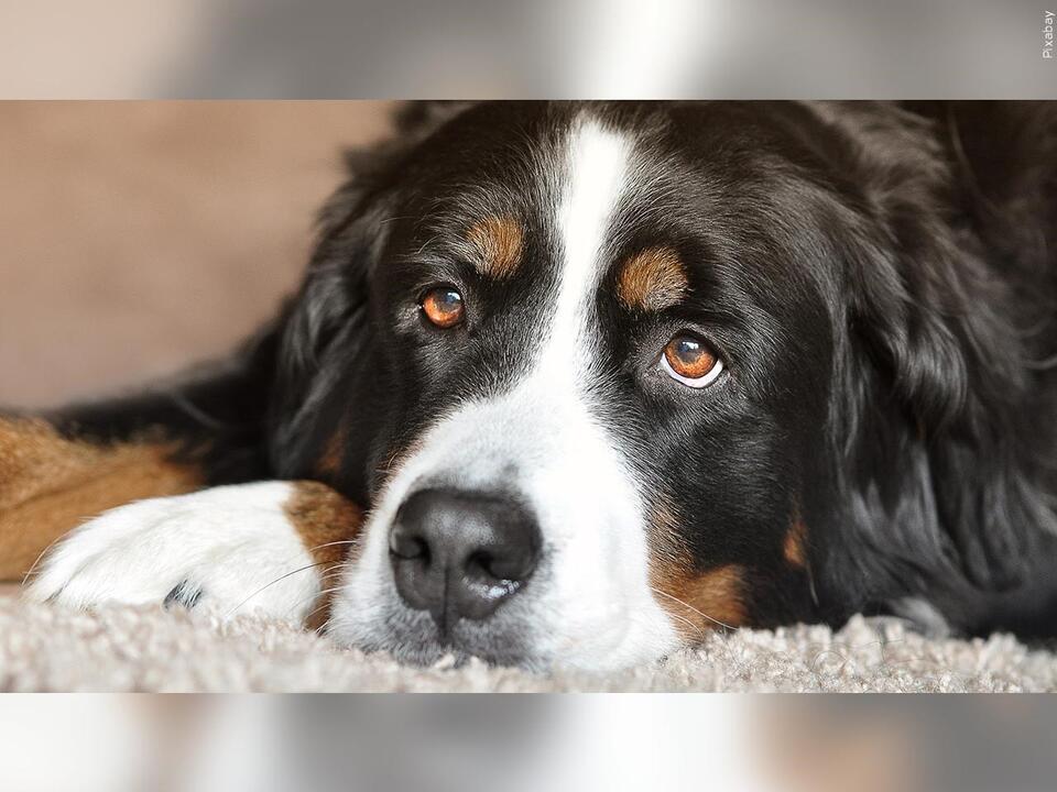 Corona veterinarian finds 44 foreign items inside stomach of Bernese ...