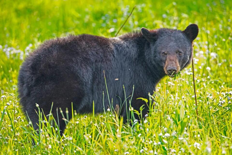 Bear that attacked Pa. man had rabies - NewsBreak