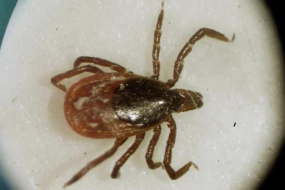Where emergency visits for tick bites are spiking in the US - NewsBreak