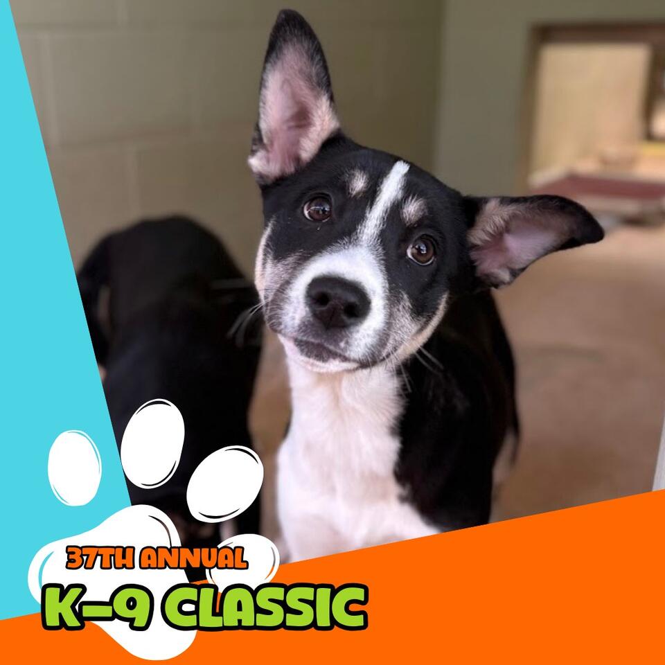 37th Annual K-9 Classic Fun Walk at Memorial Park - NewsBreak