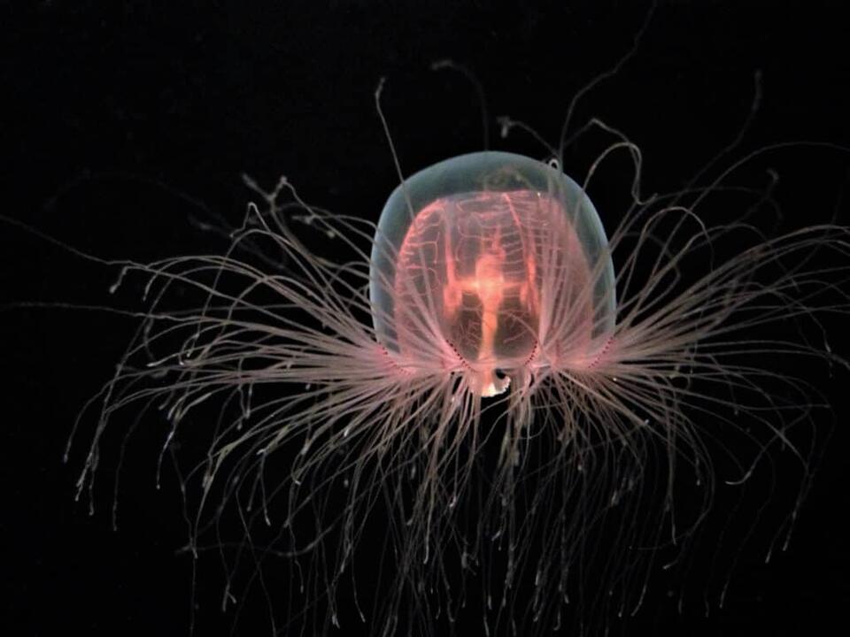 This Ancient, Regenerative Animal May Hold the Secret to Reversing Old ...
