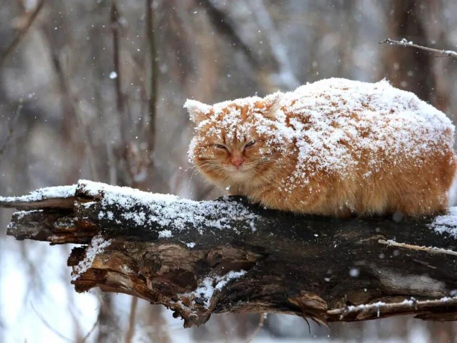 How To Keep Outdoor and Feral Cats Safe in the Winter