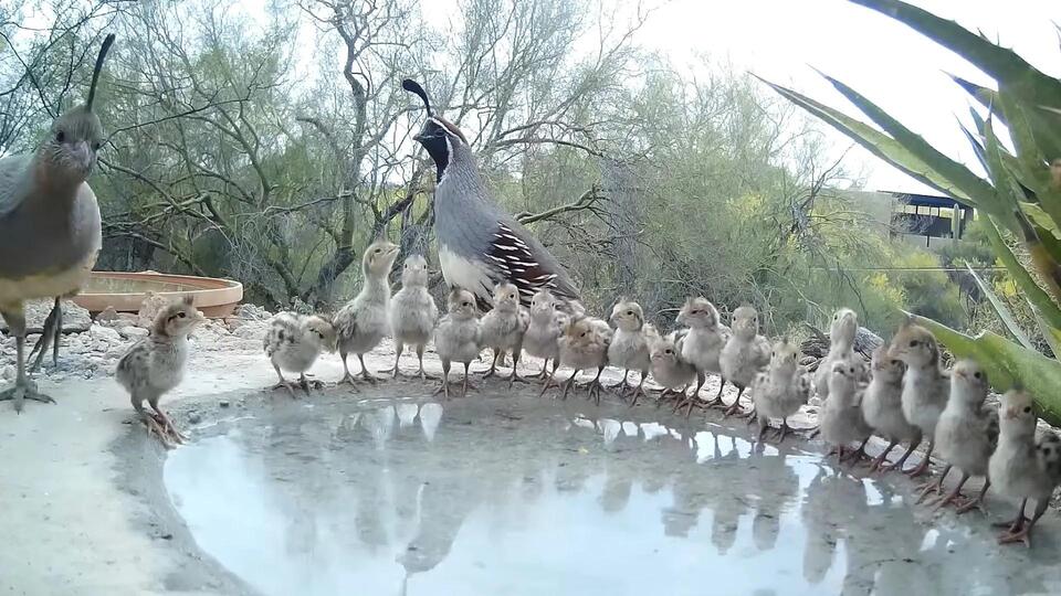 On a hot Arizona day, two quail parents and 19 chicks line up for a ...