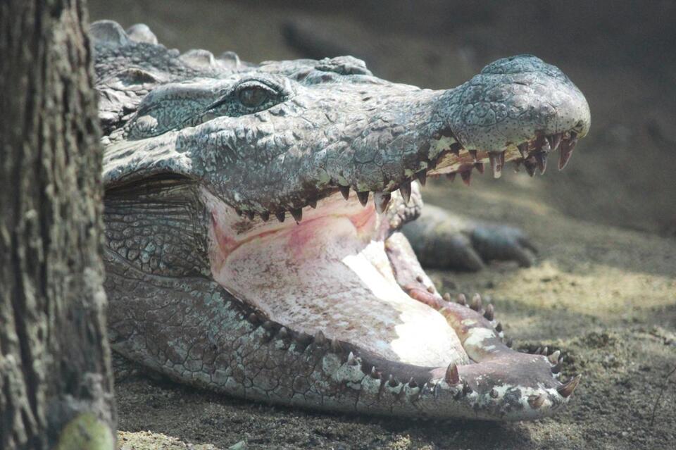 Crocodile Evolution: Survivors of the Dinosaur Extinction - NewsBreak