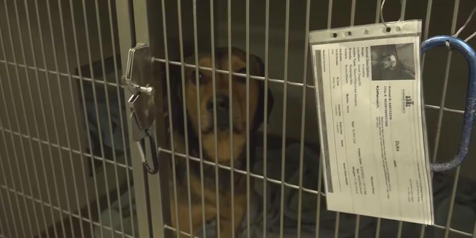 Humane Society of Southwest Missouri warns about recent scam