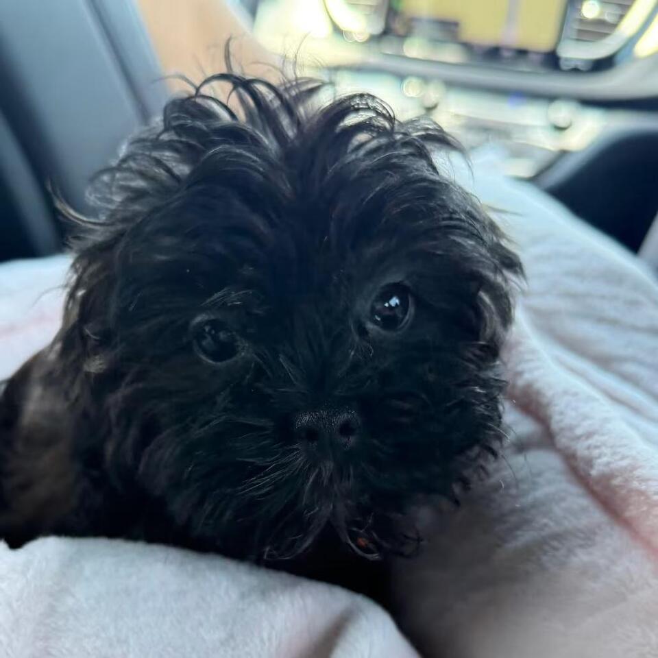 🐶 Playful Puppies and a Gentle Adult Dog Ready for Adoption in Seattle ...