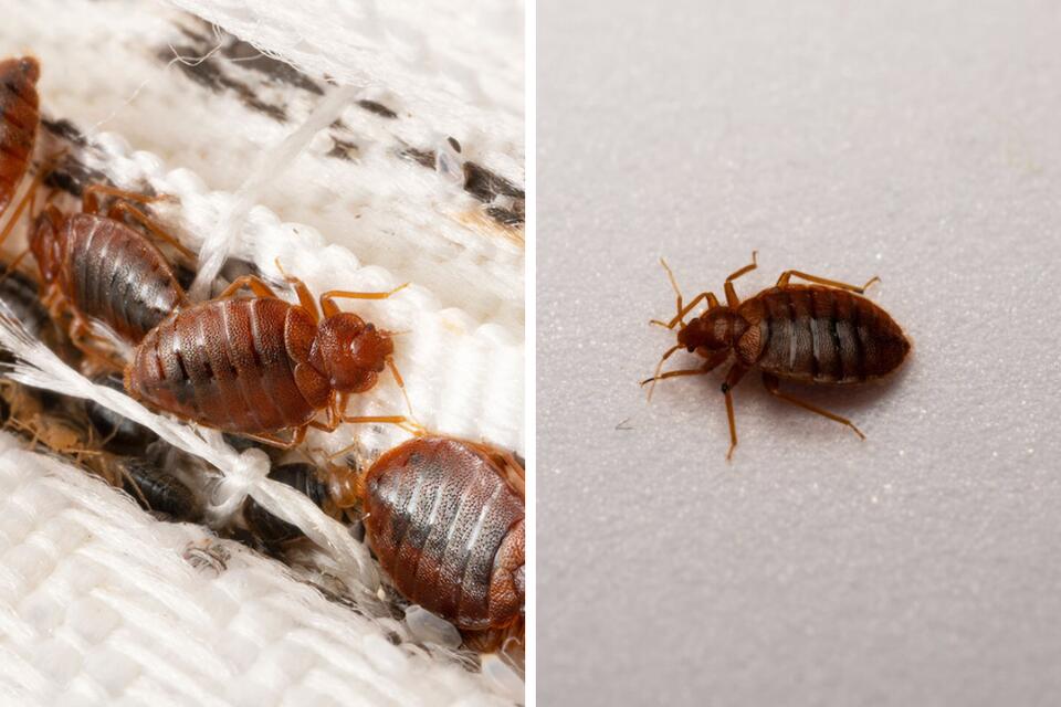 Insect Invasion: 5 Arizona Cities Combatting Bed Bug Onslaught - NewsBreak