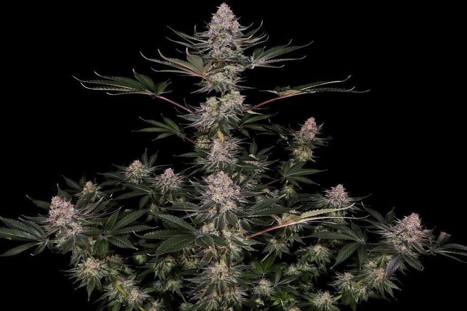Barney’s Farm in 1986 vs. 2026: How Forty Years Changed a Cannabis Seed Catalog