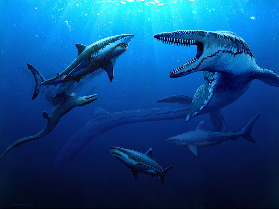 Jurassic Oceans exhibit heads to The Field Museum for a limited time
