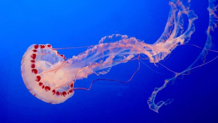 The Most Venomous Jellyfish in the Ocean—And What Happens If You’re Stung