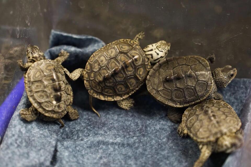 Rescued baby turtles get a second chance at NJ science center - NewsBreak