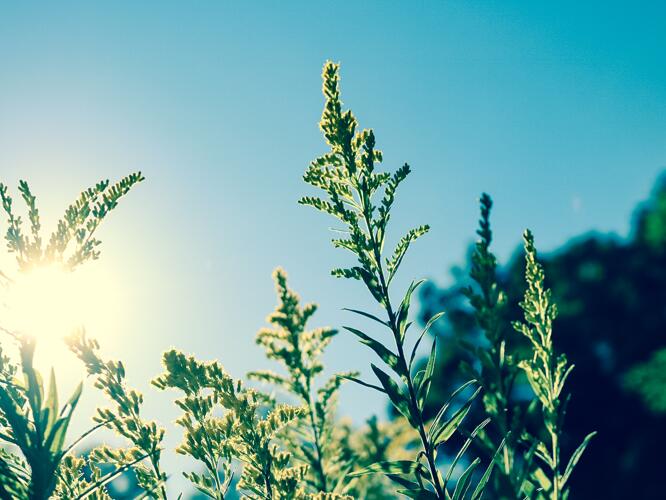 Daily Weather Forecast For Owyhee