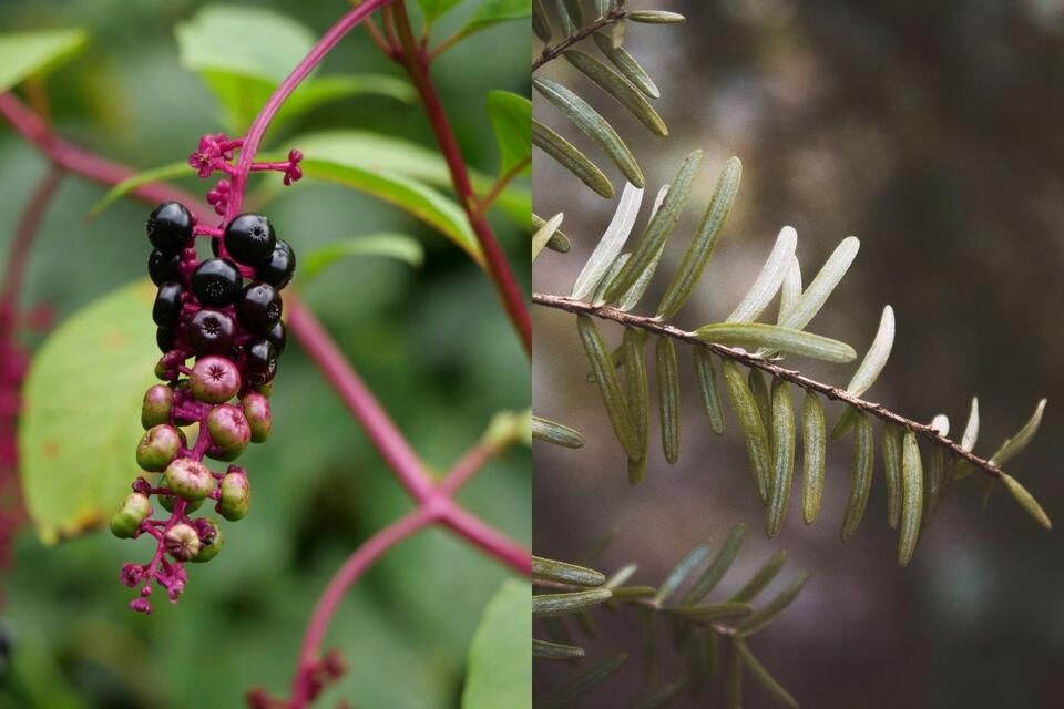 Beware the poison plant creeping into NJ parks NewsBreak(00)