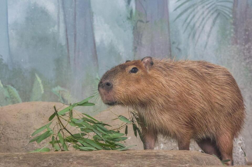 Meet Roger Williams Zoo's New Capybara - NewsBreak