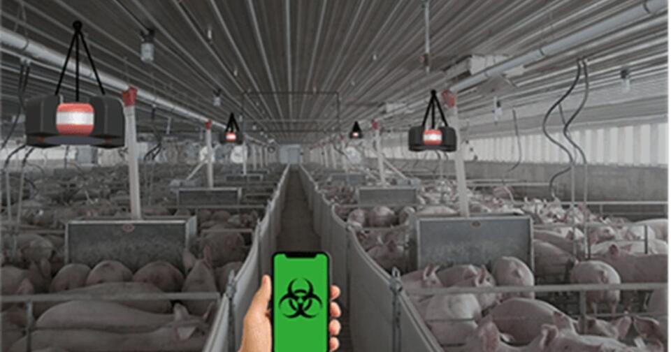 New viral smoke detector monitors swine health in real-time - NewsBreak