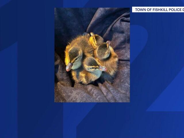 Fishkill police rescue quartet of ducklings from storm drain drama