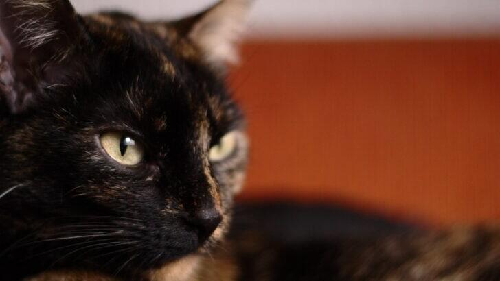 13 Subtle Ways Cats Show They Love You - NewsBreak