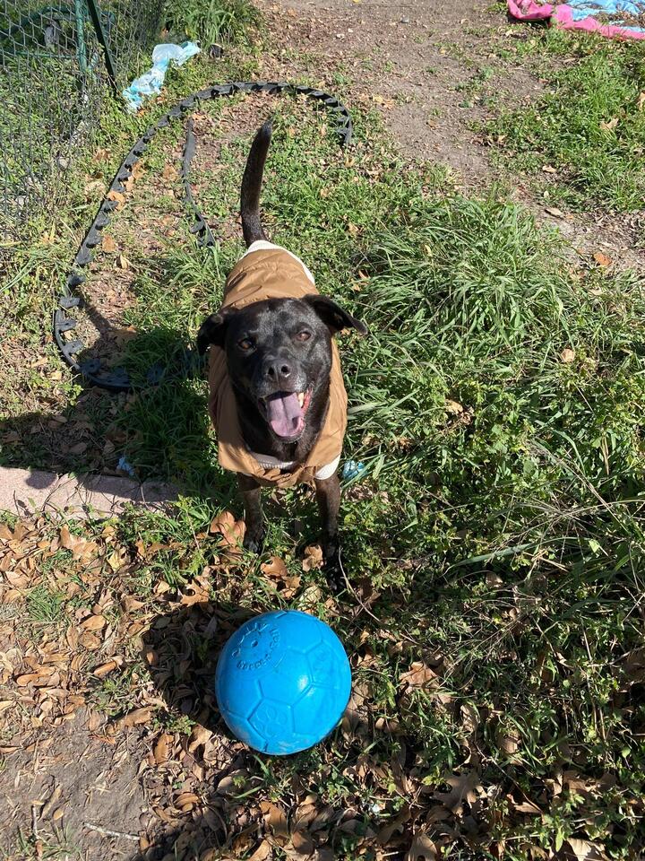 🐶 Playful & Loyal Dogs Ready for Adoption in Victoria, TX - NewsBreak