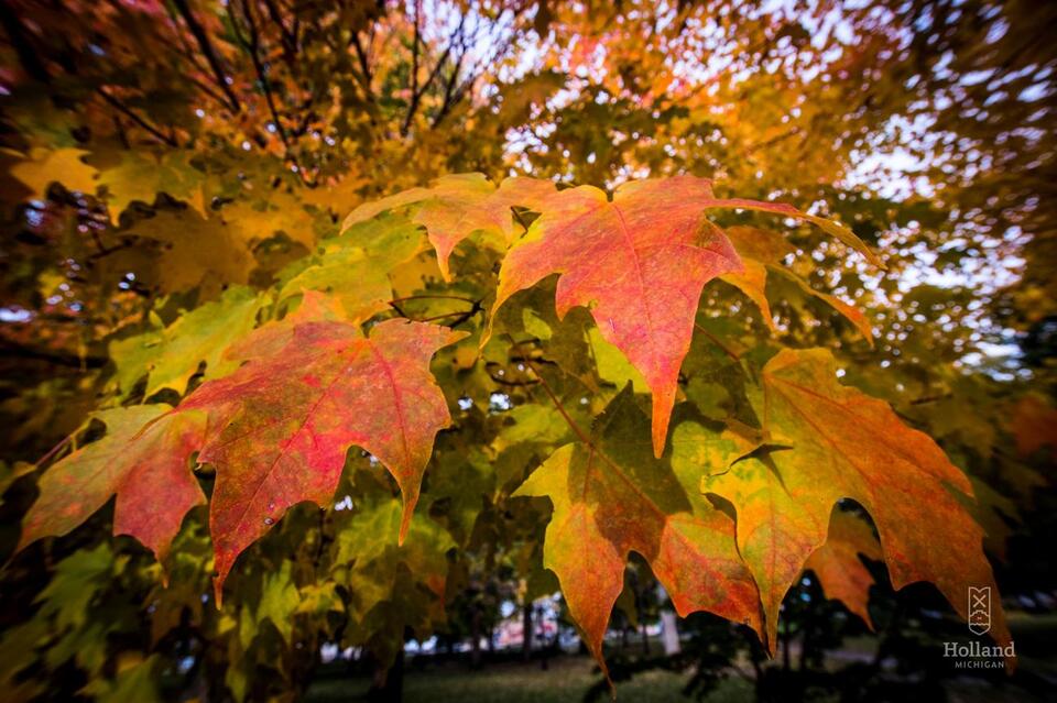 ⚠️ Holland fall leaf pick-up runs Sept 20–Nov 15 - NewsBreak