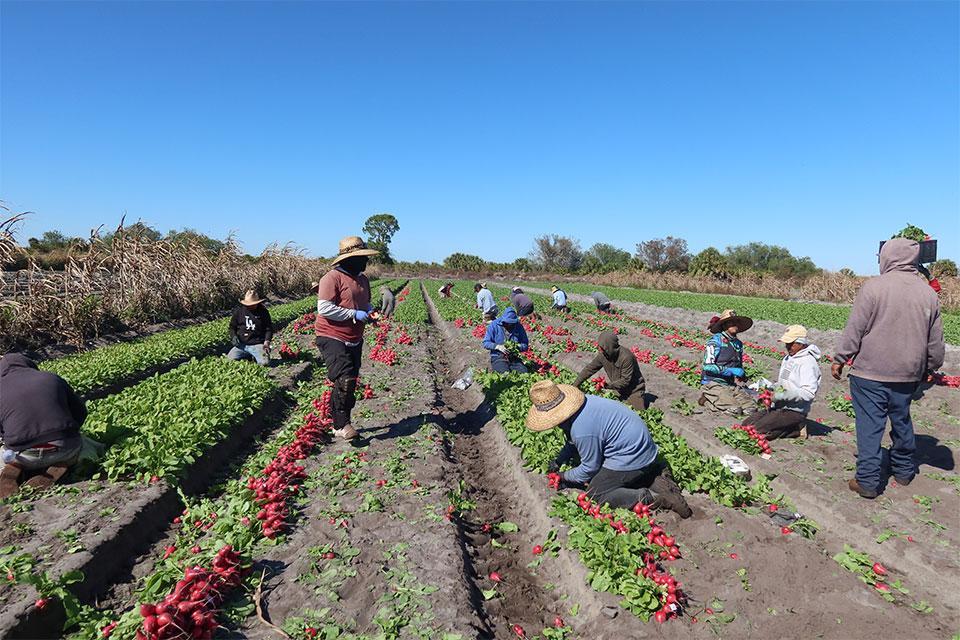 New Study Examines Growing Toll of Back Pain on Farmworkers