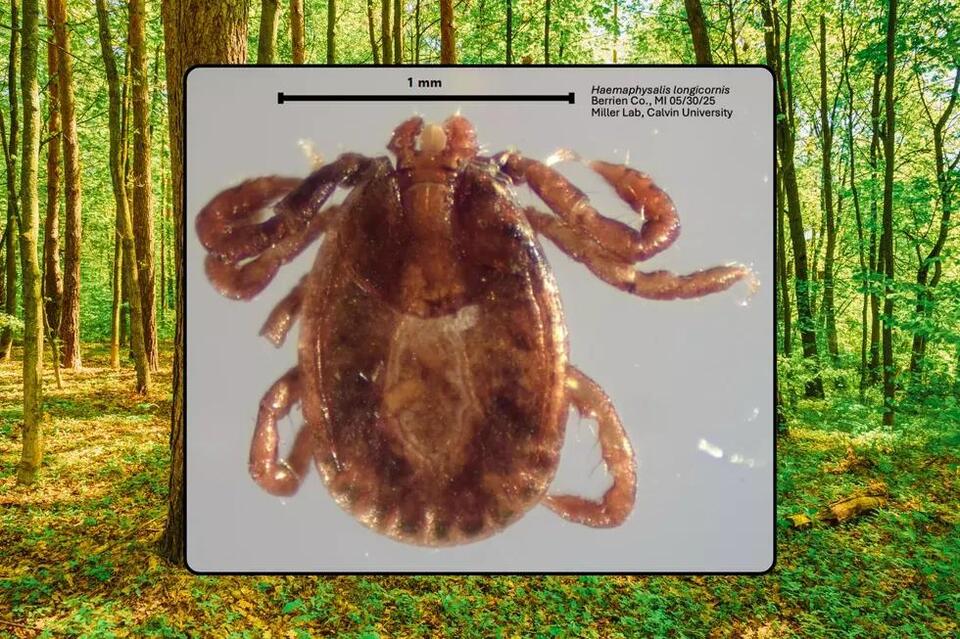 Invasive Tick With Deadly Potential Confirmed in Michigan - NewsBreak
