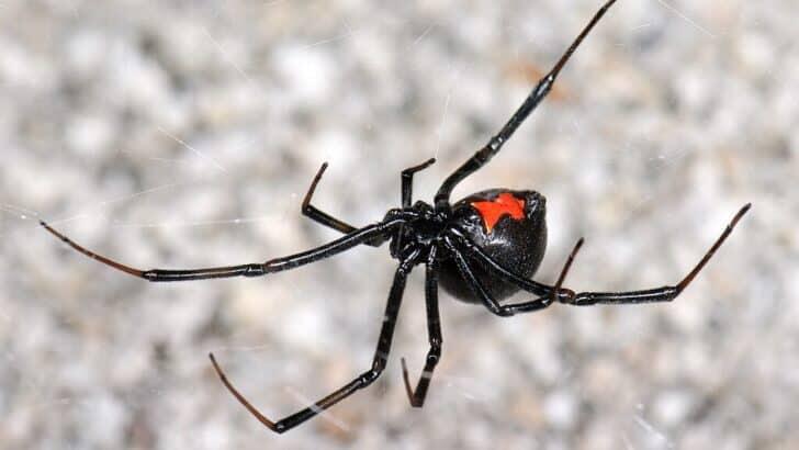 10 Most Dangerous Animals Hidden in Your Backyard