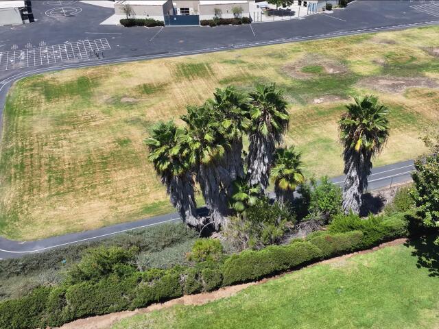 Councilmember asks fire department to inspect overgrown trees next to school
