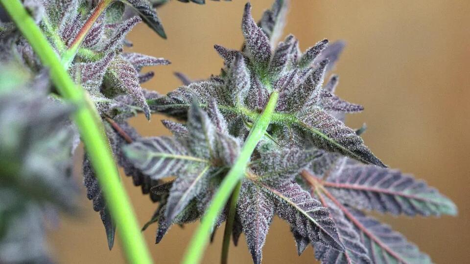 San Francisco Set to Become First Bay Area City to Approve Amsterdam-Style Cannabis Cafés