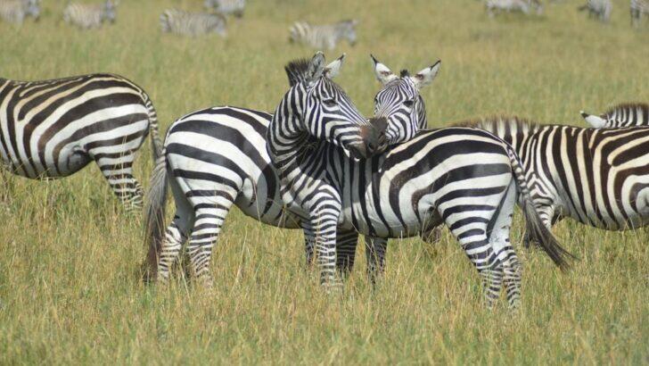 Why Do Zebras Have Stripes The Surprising Science Behind Their Unique ...