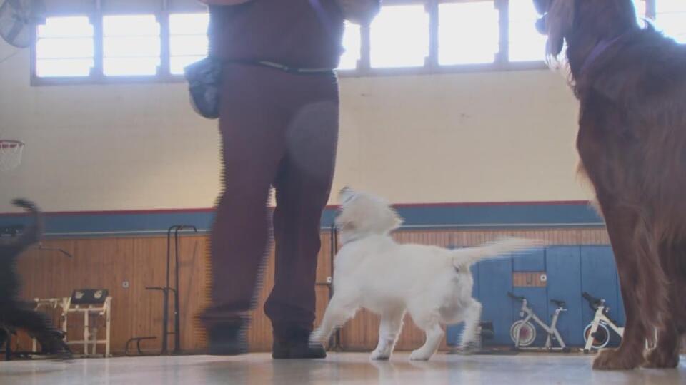 Dog training programs bring positivity to inmates - NewsBreak