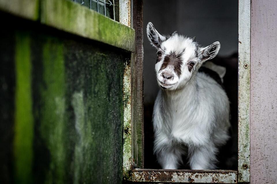 Petting zoo exposes 200+ people across North Carolina to rabid baby ...