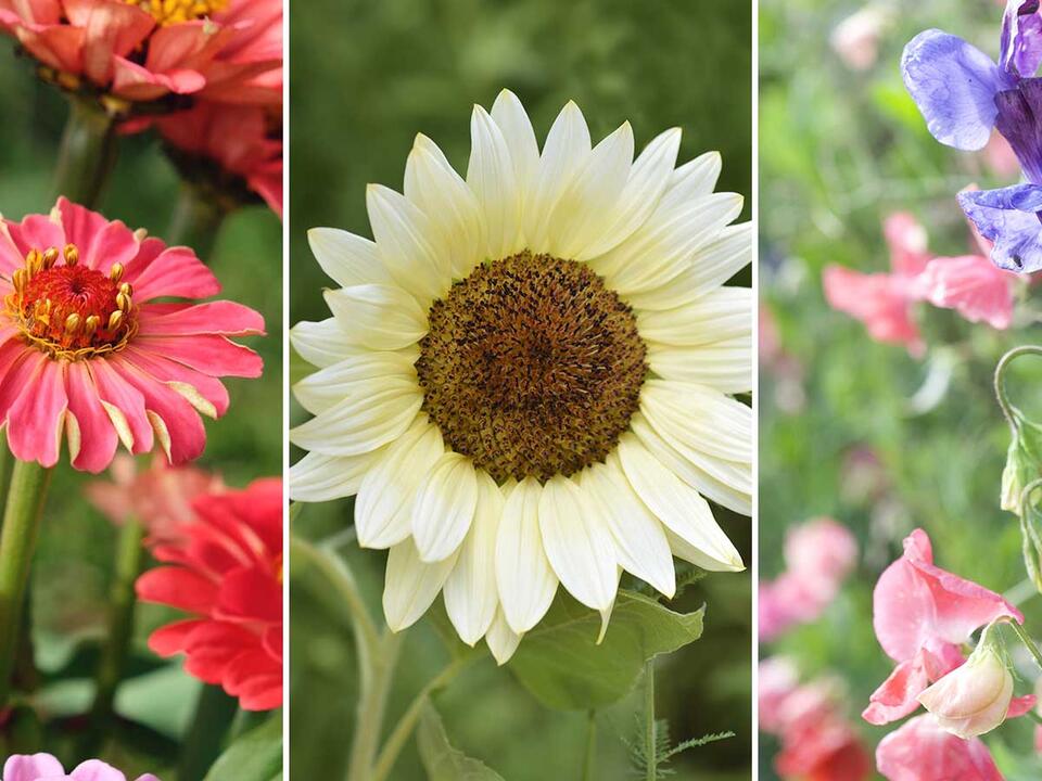 Best fastgrowing flowers to grow from seed 5 pretty picks