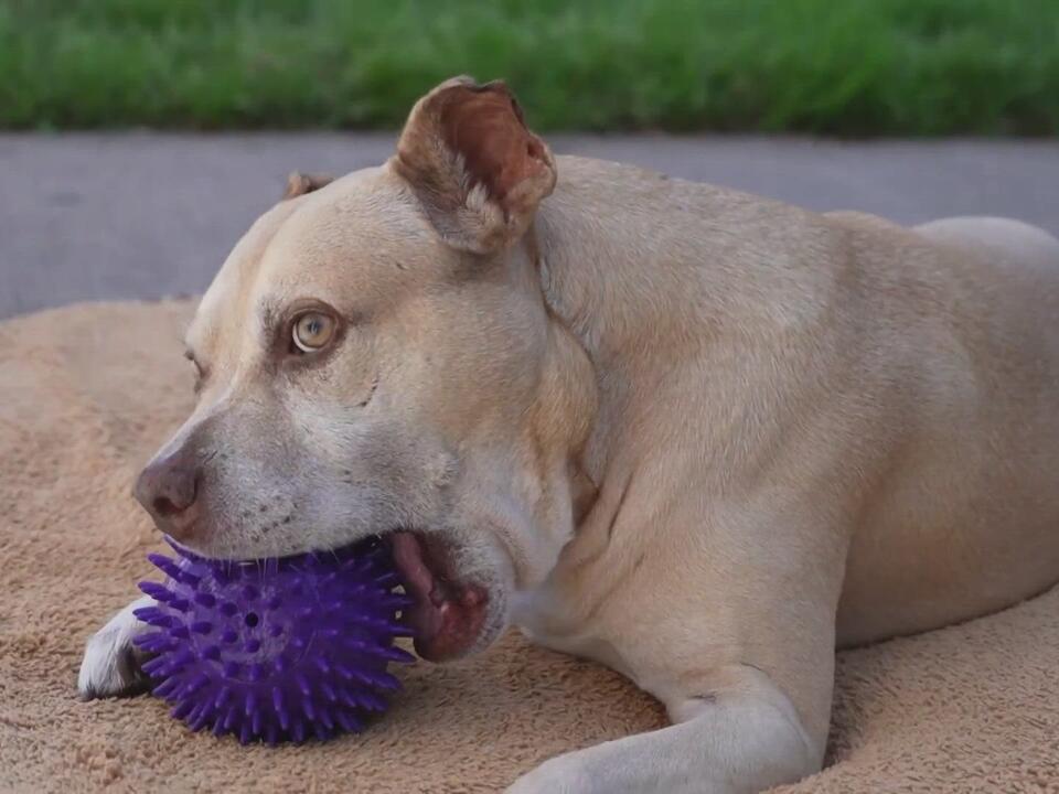 Dog who spent nearly 2 years at league city animal shelter finds