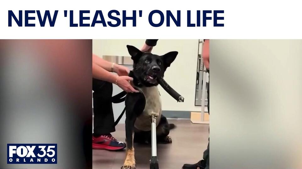 Injured Polk County police dog receives prosthetic leg after shooting ...