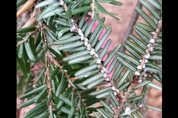 Michigan DNR warning of invasive insect that 'can cause significant ...