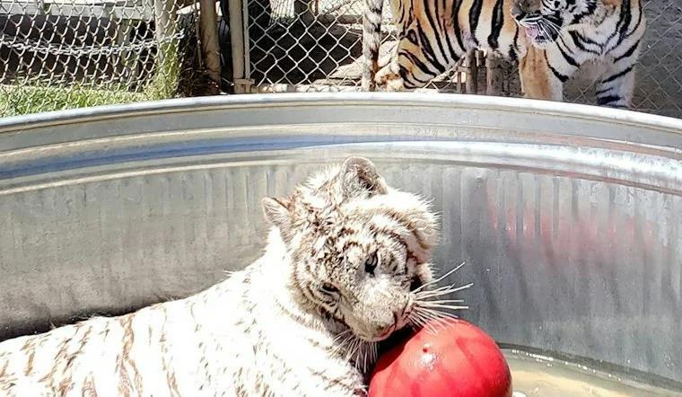 Alpine Big Cat Sanctuary Pleads for Help After Cyclone Floods Gift Shop ...