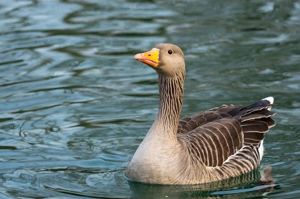 Goose Hunting Season in Kentucky: 2026-27 Dates, Limits, and Permits ...
