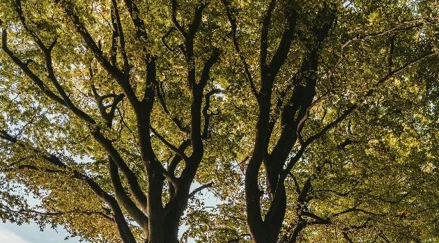 Columbia Earns Tree City USA Recognition for 47th Consecutive Year ...